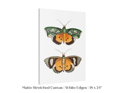 Hypermnestra Moth Illustration | P170 - Single Art Prints - Piccolo Fiore Prints