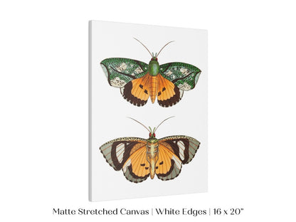 Hypermnestra Moth Illustration | P170 - Single Art Prints - Piccolo Fiore Prints