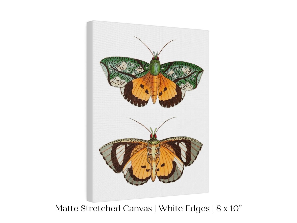 Hypermnestra Moth Illustration | P170 - Single Art Prints - Piccolo Fiore Prints