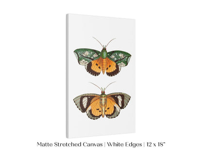 Hypermnestra Moth Illustration | P170 - Single Art Prints - Piccolo Fiore Prints