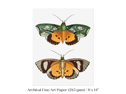 Hypermnestra Moth Illustration | P170 - Single Art Prints - Piccolo Fiore Prints