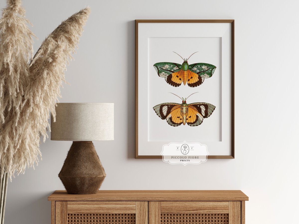 Hypermnestra Moth Illustration | P170 - Single Art Prints - Piccolo Fiore Prints