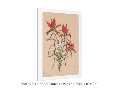 Indian Paintbrush and Daisy | P295 - Single Art Prints - Piccolo Fiore Prints