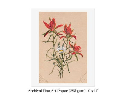 Indian Paintbrush and Daisy | P295 - Single Art Prints - Piccolo Fiore Prints