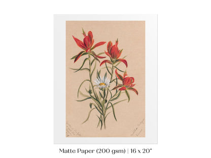 Indian Paintbrush and Daisy | P295 - Single Art Prints - Piccolo Fiore Prints