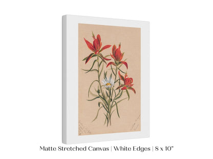 Indian Paintbrush and Daisy | P295 - Single Art Prints - Piccolo Fiore Prints