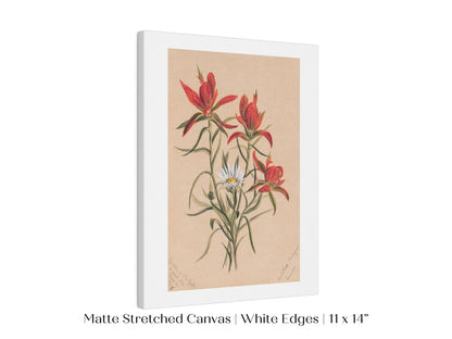 Indian Paintbrush and Daisy | P295 - Single Art Prints - Piccolo Fiore Prints
