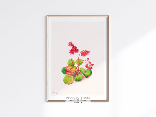 Iwakagami Illustration | P164 - Single Art Prints - Piccolo Fiore Prints