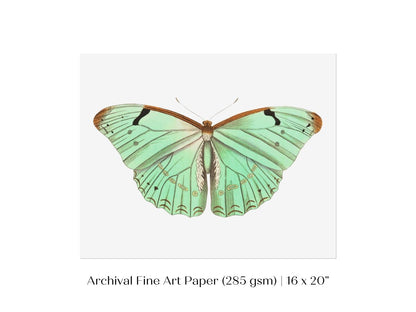 Laertes Butterfly Illustration | P171 - Single Art Prints - Piccolo Fiore Prints