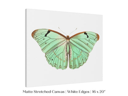 Laertes Butterfly Illustration | P171 - Single Art Prints - Piccolo Fiore Prints