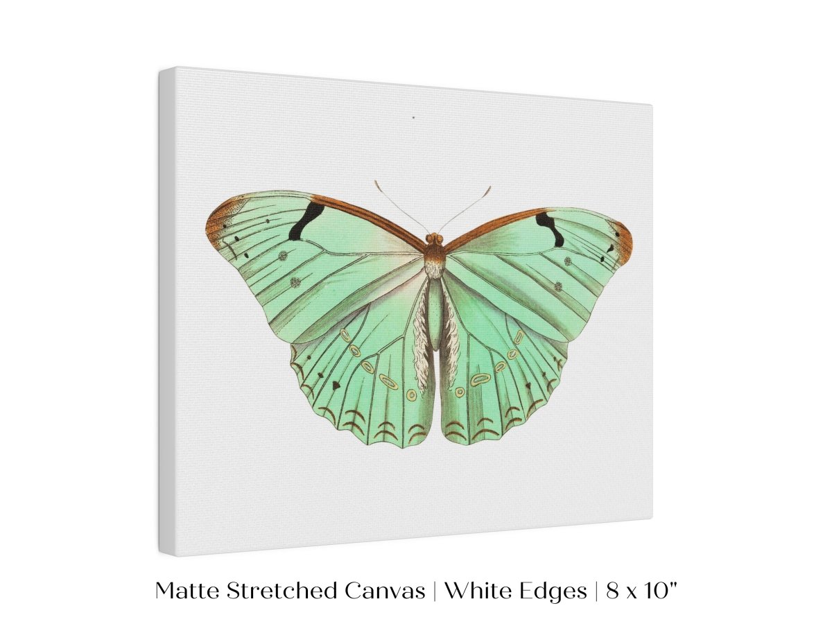 Laertes Butterfly Illustration | P171 - Single Art Prints - Piccolo Fiore Prints