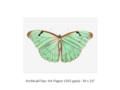 Laertes Butterfly Illustration | P171 - Single Art Prints - Piccolo Fiore Prints