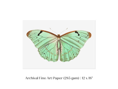 Laertes Butterfly Illustration | P171 - Single Art Prints - Piccolo Fiore Prints