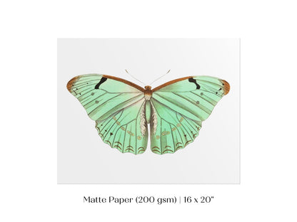 Laertes Butterfly Illustration | P171 - Single Art Prints - Piccolo Fiore Prints