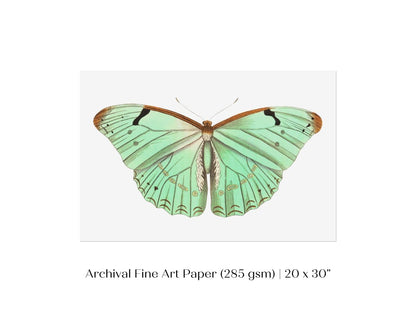Laertes Butterfly Illustration | P171 - Single Art Prints - Piccolo Fiore Prints