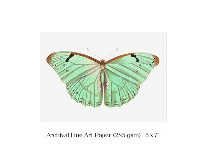 Laertes Butterfly Illustration | P171 - Single Art Prints - Piccolo Fiore Prints