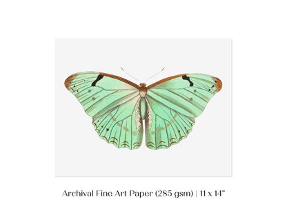 Laertes Butterfly Illustration | P171 - Single Art Prints - Piccolo Fiore Prints