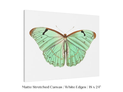 Laertes Butterfly Illustration | P171 - Single Art Prints - Piccolo Fiore Prints