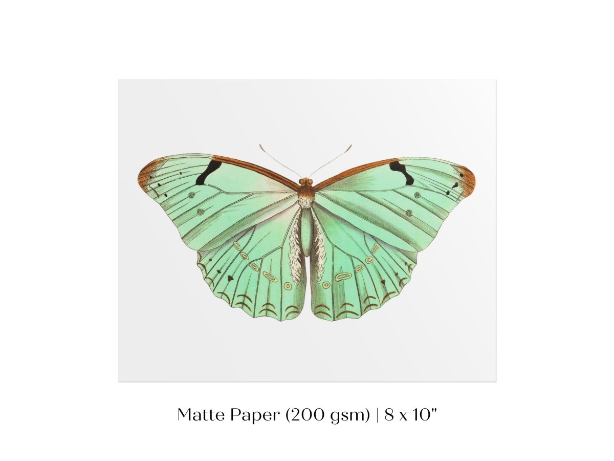 Laertes Butterfly Illustration | P171 - Single Art Prints - Piccolo Fiore Prints
