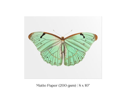 Laertes Butterfly Illustration | P171 - Single Art Prints - Piccolo Fiore Prints