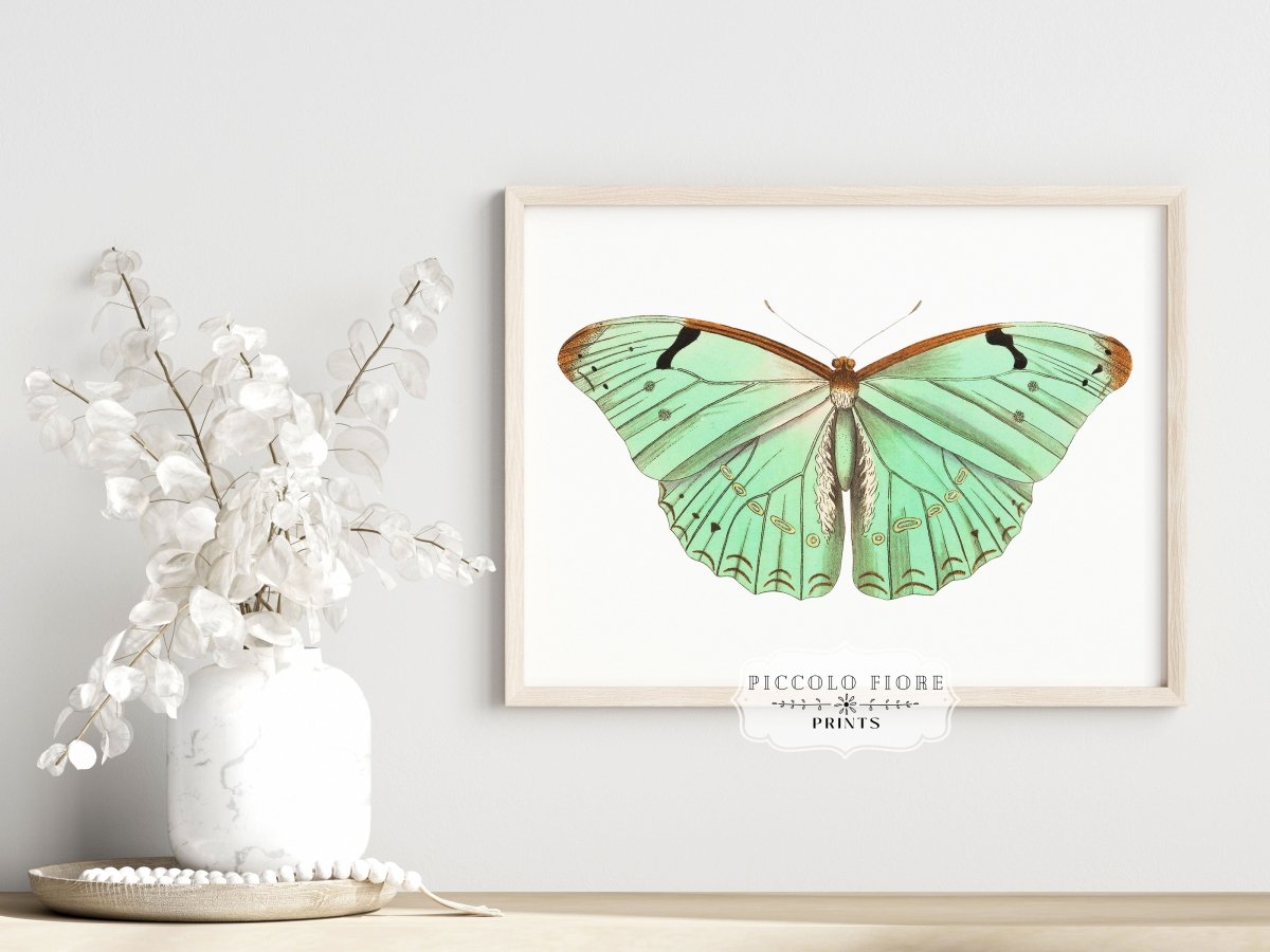 Laertes Butterfly Illustration | P171 - Single Art Prints - Piccolo Fiore Prints