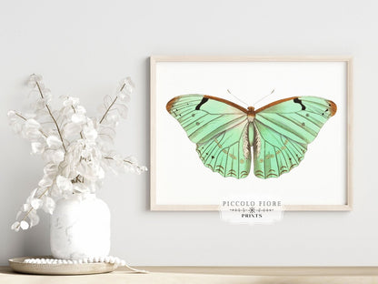 Laertes Butterfly Illustration | P171 - Single Art Prints - Piccolo Fiore Prints