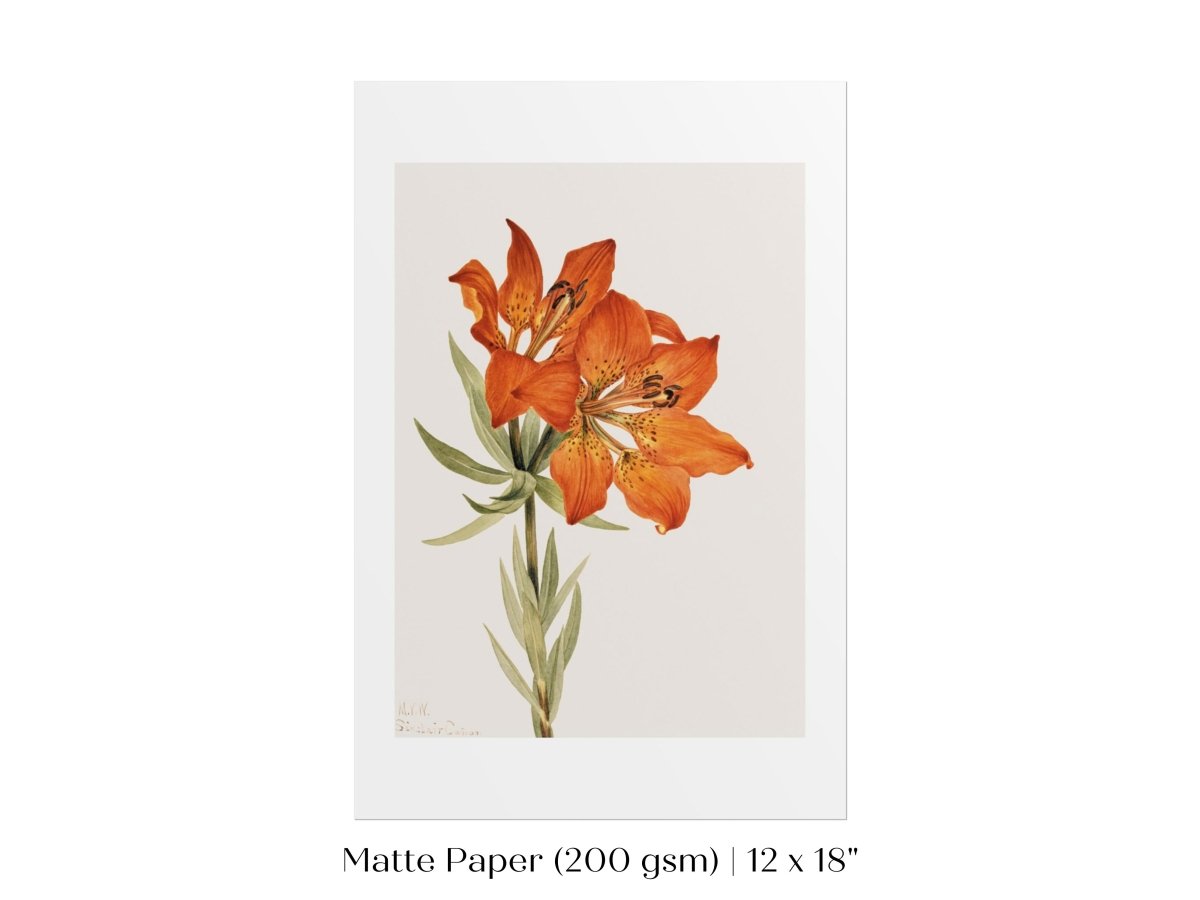 Lily Illustration | P88 - Single Art Prints - Piccolo Fiore Prints
