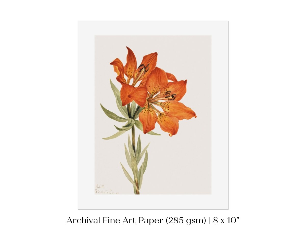 Lily Illustration | P88 - Single Art Prints - Piccolo Fiore Prints