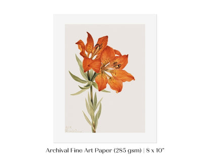 Lily Illustration | P88 - Single Art Prints - Piccolo Fiore Prints