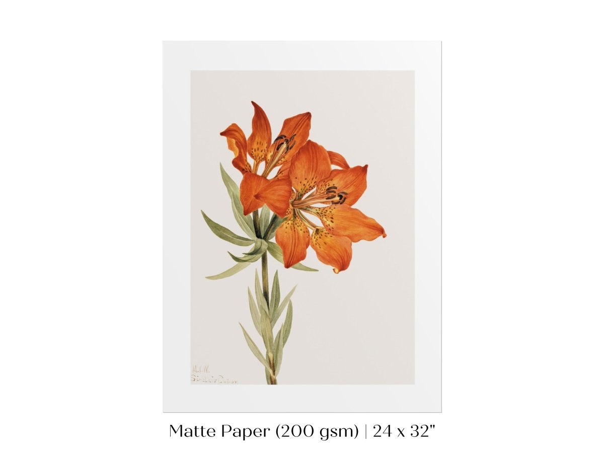 Lily Illustration | P88 - Single Art Prints - Piccolo Fiore Prints