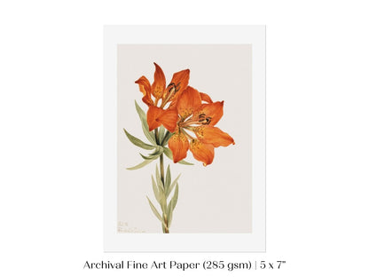 Lily Illustration | P88 - Single Art Prints - Piccolo Fiore Prints