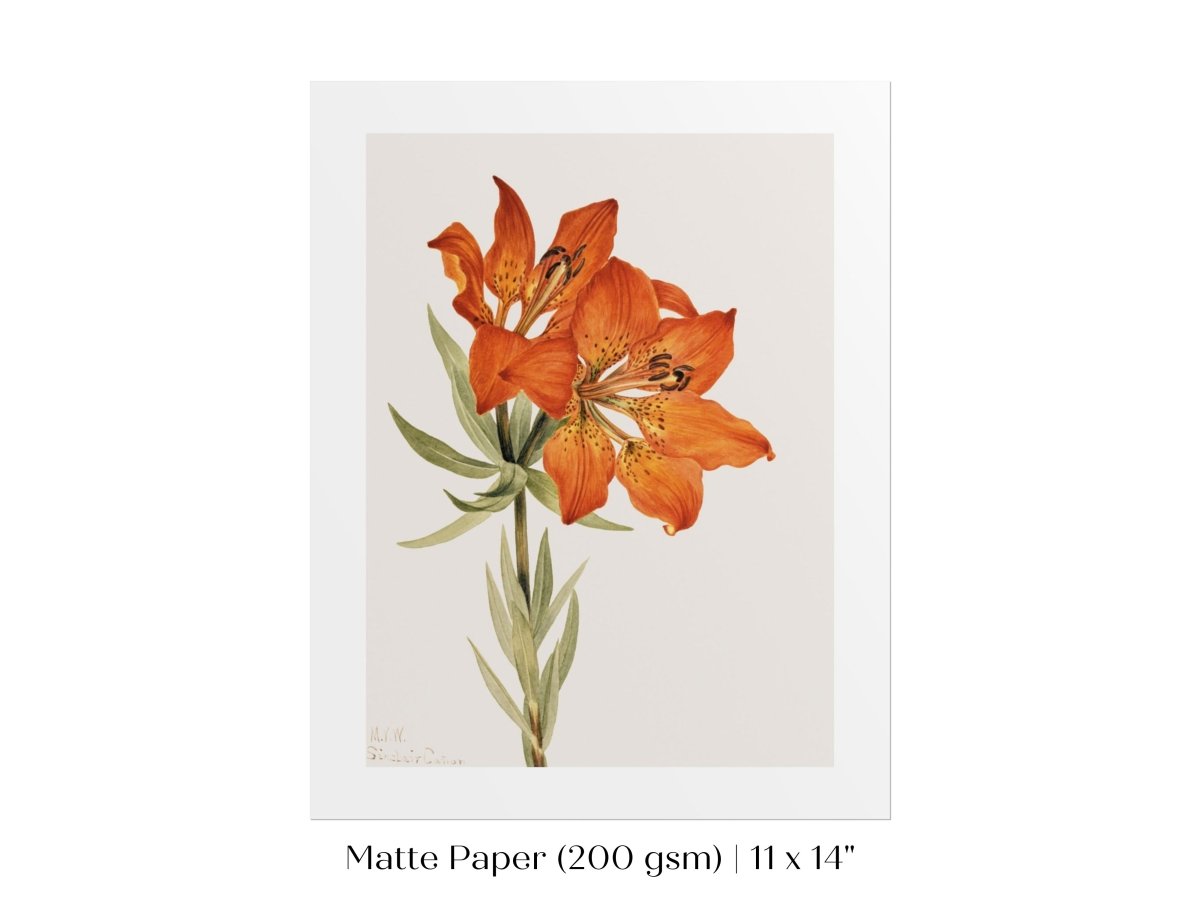 Lily Illustration | P88 - Single Art Prints - Piccolo Fiore Prints
