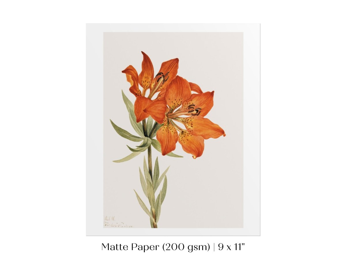 Lily Illustration | P88 - Single Art Prints - Piccolo Fiore Prints