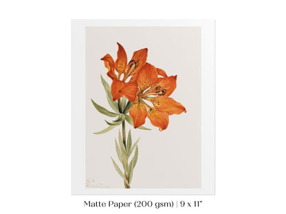 Lily Illustration | P88 - Single Art Prints - Piccolo Fiore Prints