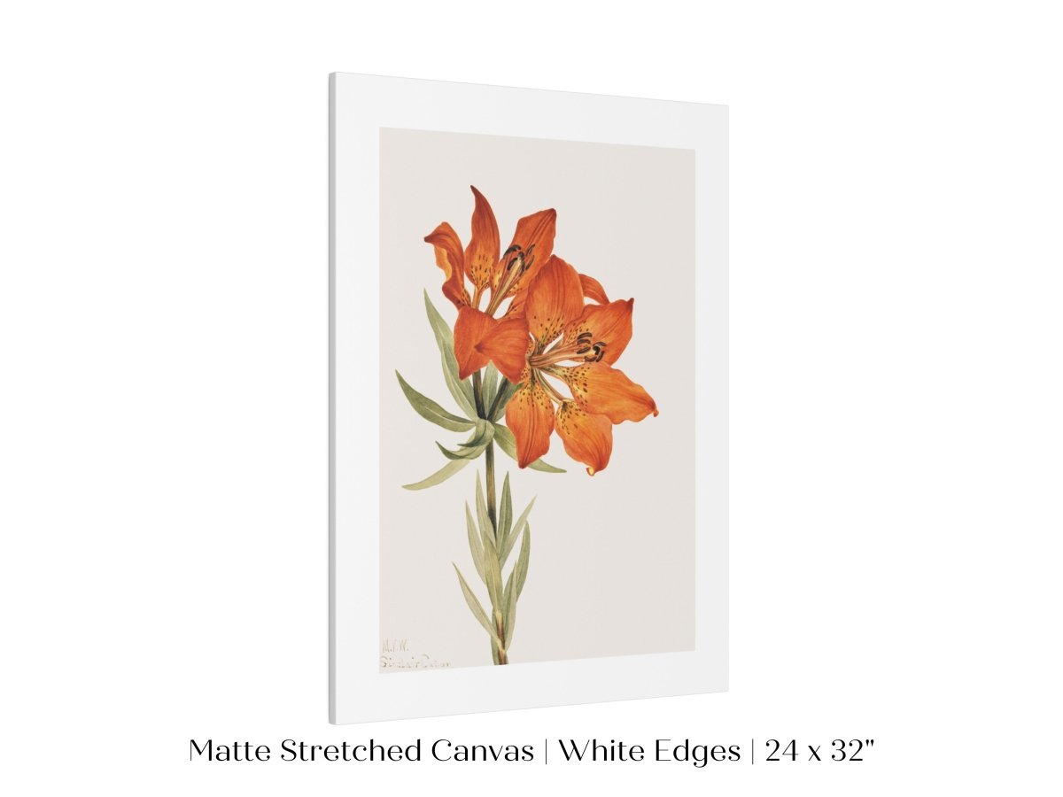 Lily Illustration | P88 - Single Art Prints - Piccolo Fiore Prints