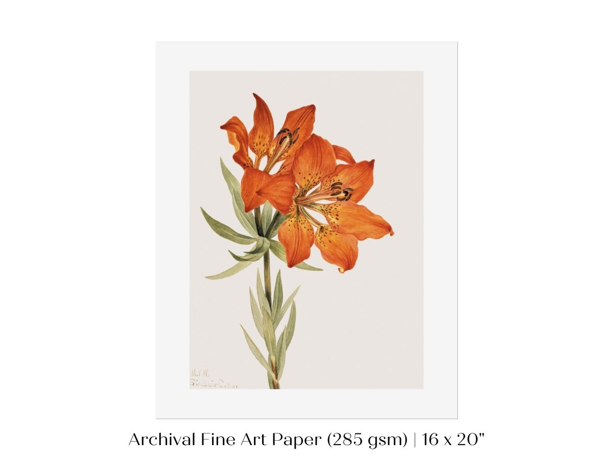 Lily Illustration | P88 - Single Art Prints - Piccolo Fiore Prints
