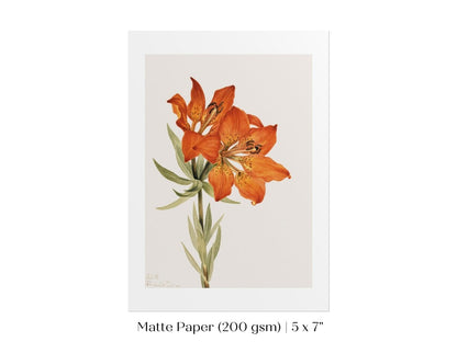 Lily Illustration | P88 - Single Art Prints - Piccolo Fiore Prints