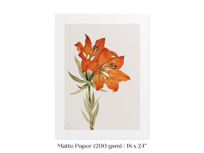Lily Illustration | P88 - Single Art Prints - Piccolo Fiore Prints