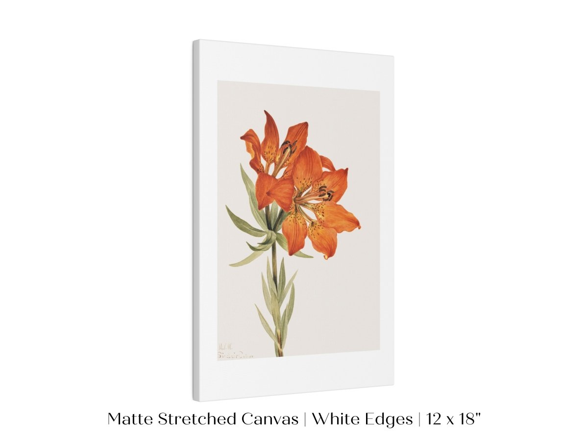 Lily Illustration | P88 - Single Art Prints - Piccolo Fiore Prints