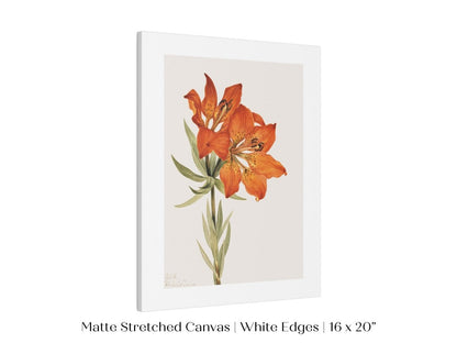 Lily Illustration | P88 - Single Art Prints - Piccolo Fiore Prints