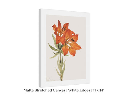 Lily Illustration | P88 - Single Art Prints - Piccolo Fiore Prints