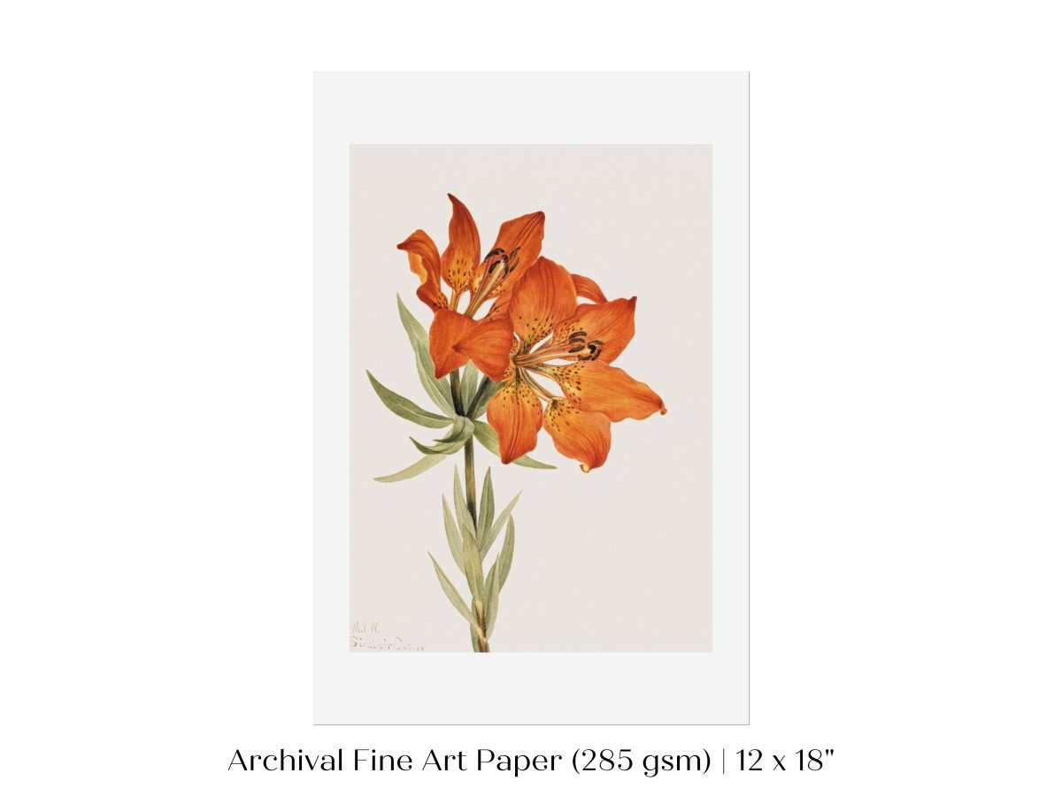 Lily Illustration | P88 - Single Art Prints - Piccolo Fiore Prints