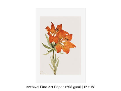 Lily Illustration | P88 - Single Art Prints - Piccolo Fiore Prints
