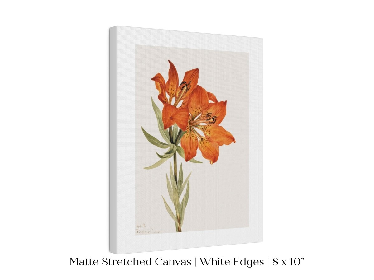 Lily Illustration | P88 - Single Art Prints - Piccolo Fiore Prints