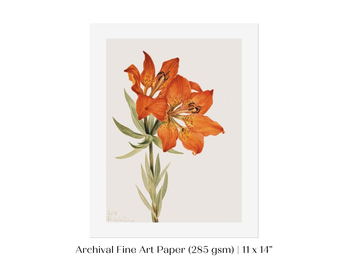 Lily Illustration | P88 - Single Art Prints - Piccolo Fiore Prints