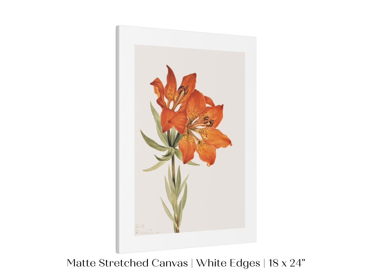 Lily Illustration | P88 - Single Art Prints - Piccolo Fiore Prints