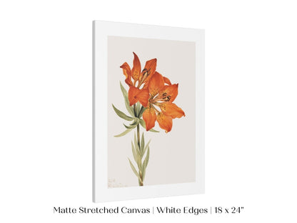 Lily Illustration | P88 - Single Art Prints - Piccolo Fiore Prints
