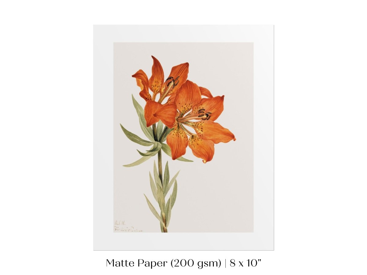 Lily Illustration | P88 - Single Art Prints - Piccolo Fiore Prints