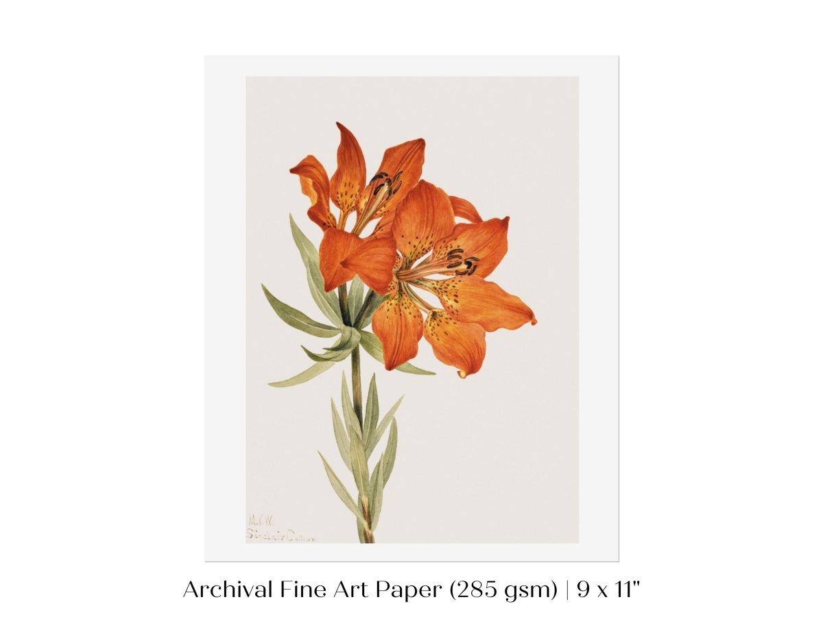 Lily Illustration | P88 - Single Art Prints - Piccolo Fiore Prints
