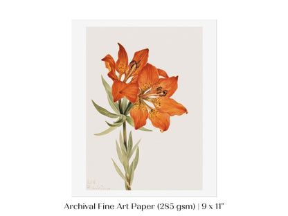 Lily Illustration | P88 - Single Art Prints - Piccolo Fiore Prints
